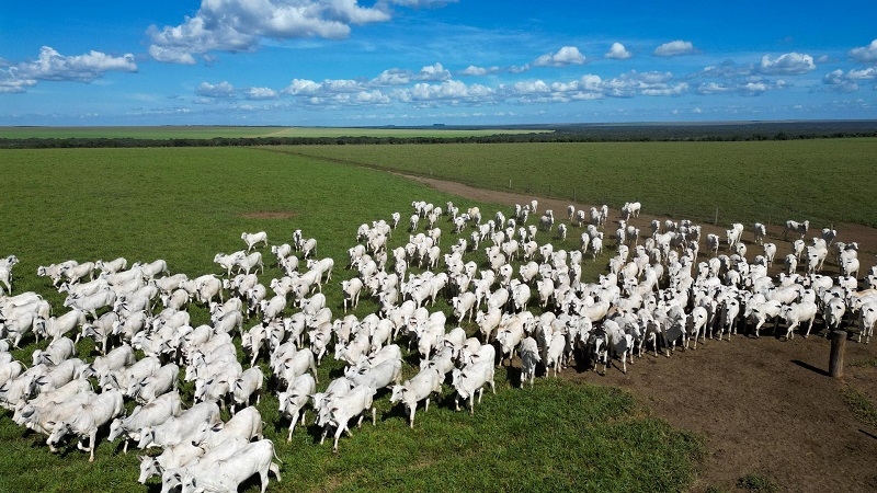 Pecuária de MT lidera exportações brasileiras com 25,6% da carne bovina vendida ao exterior