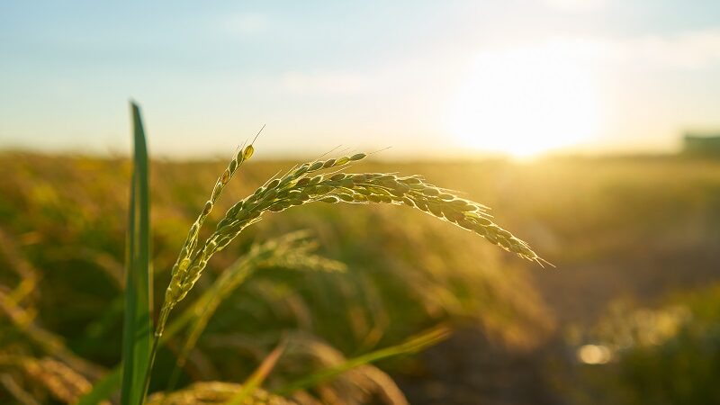 No agro, esperar a crise se agravar pode custar a recuperação do negócio, alerta advogado