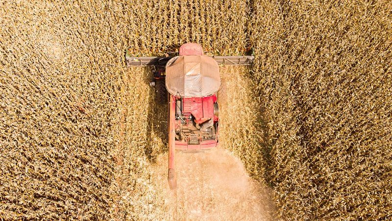 Mato Grosso lidera produção de grãos no Brasil e concentra 59,7% do gergelim nacional