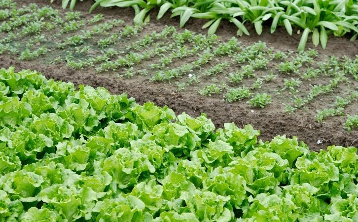 PEDAÇO DE CHÃO-Área de propriedade rural pode ser fracionada para evitar penhora